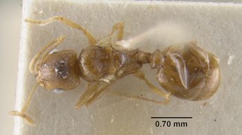Media type: image;   Entomology 20781 Aspect: habitus dorsal view